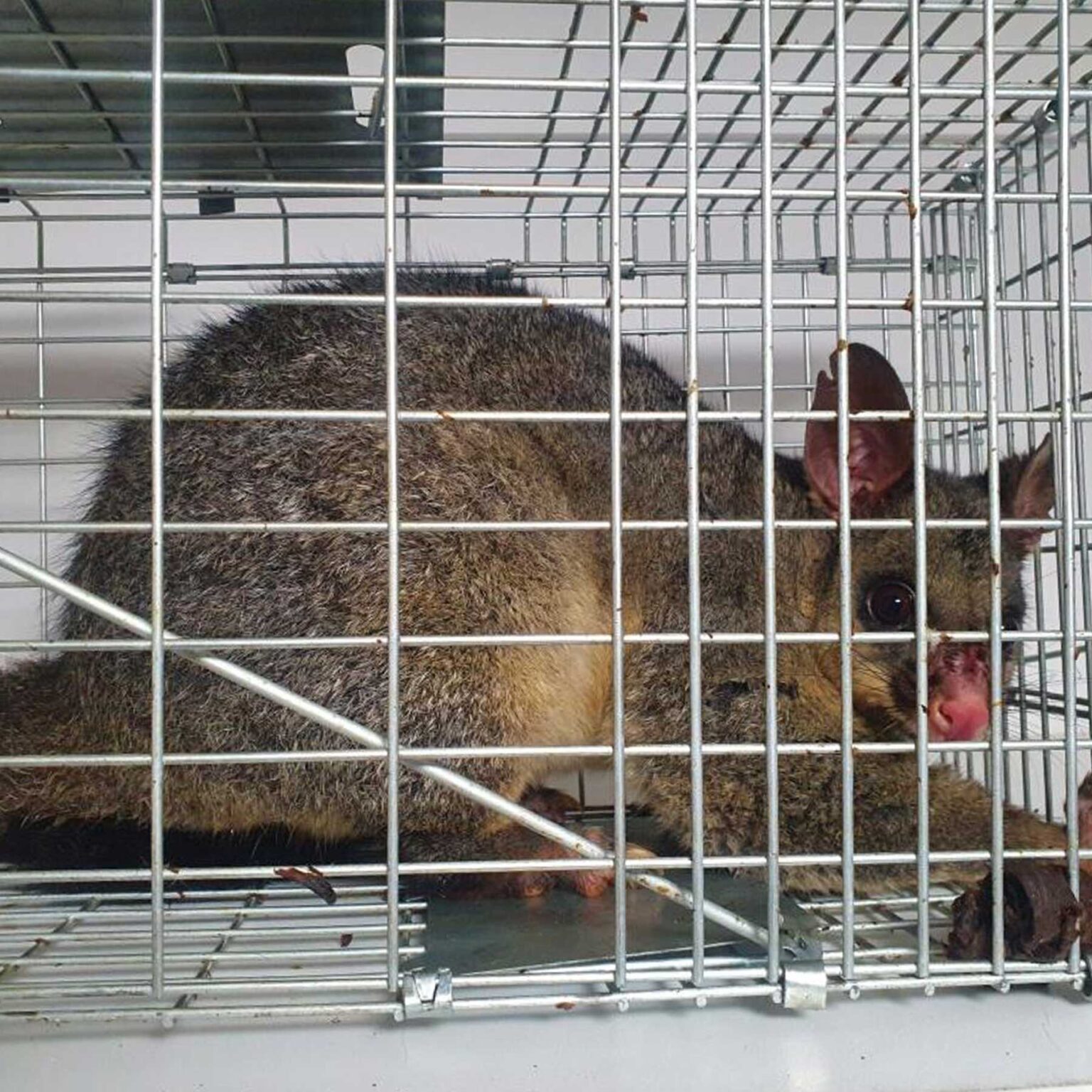 Possum Pest Control Possum Exterminator Tomcat Pest Control