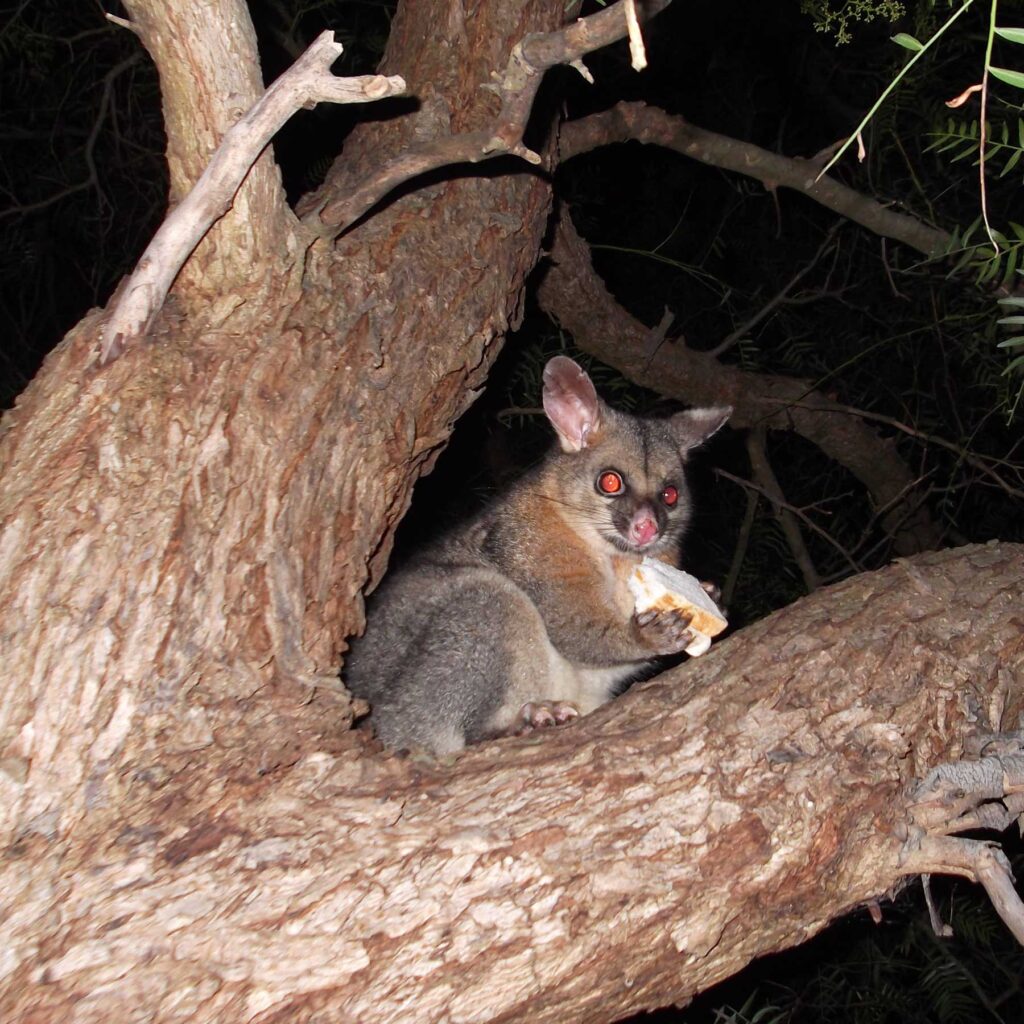Possum Pest Control Possum Exterminator Tomcat Pest Control