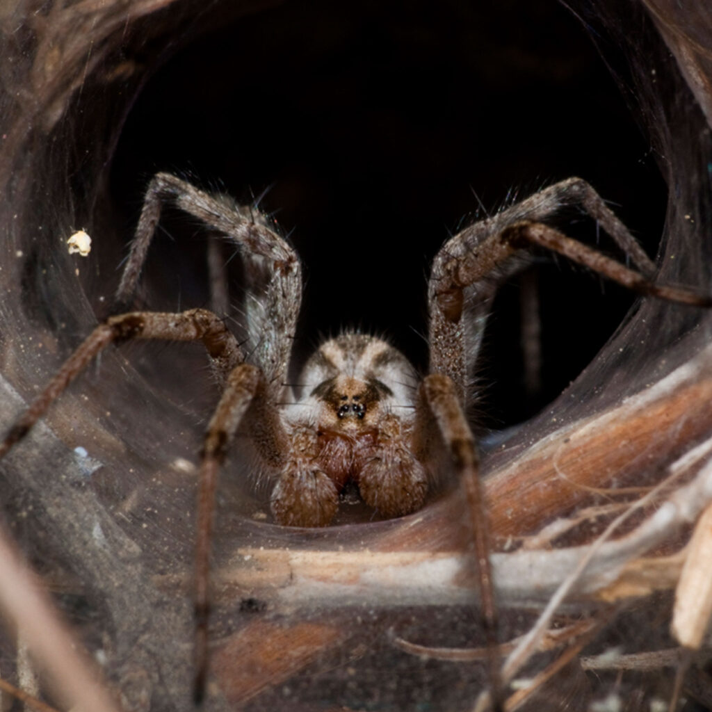 Spider Pest Control Spider Exterminator Tomcat Pest Control