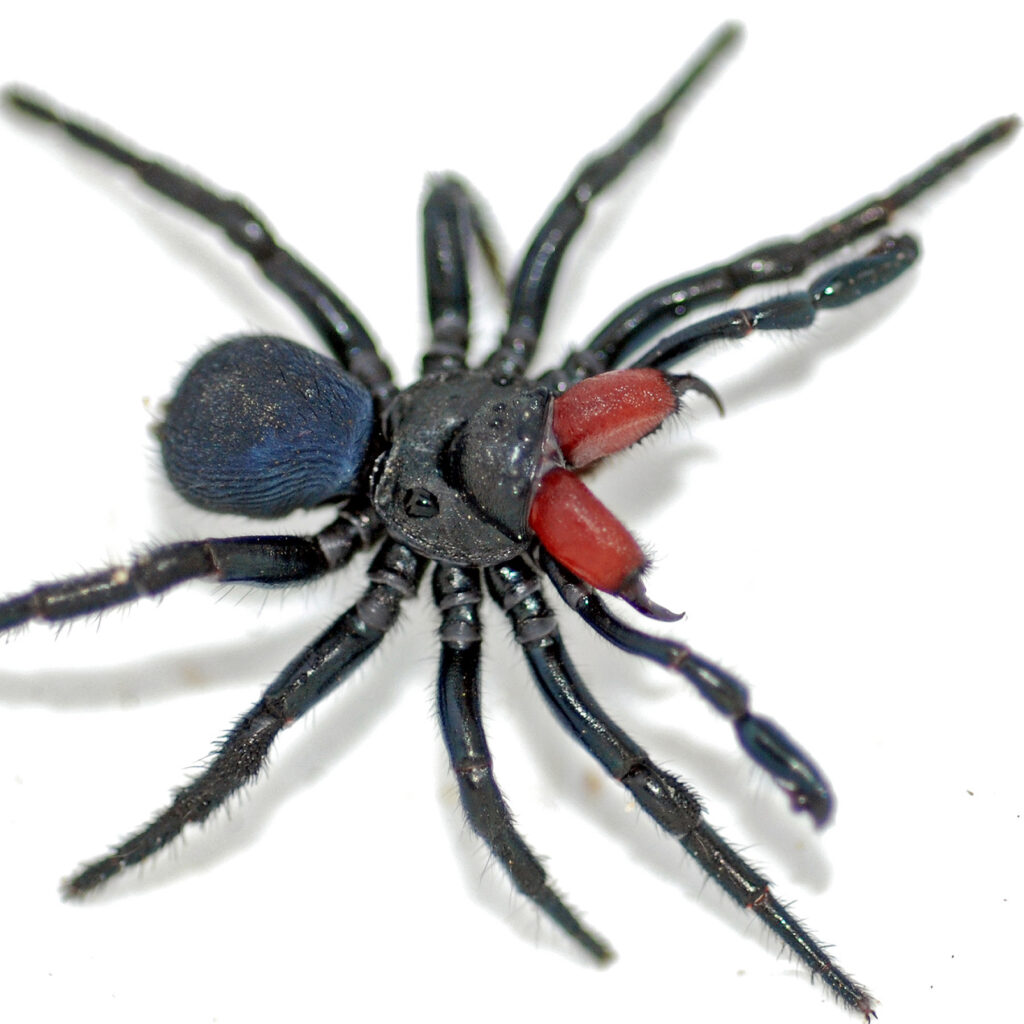 пиво из тарантулов. как назвать паука мальчика. как называются пауки. Aphonopelma johnnycashi. относятся ли пауки к насекомым.