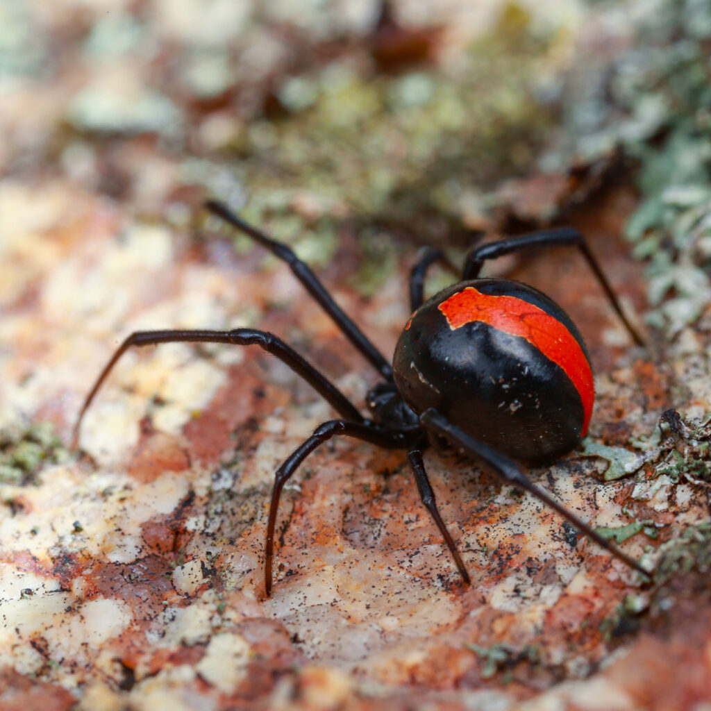 Pest and Insect Control Pest Exterminator Tomcat Pest Control